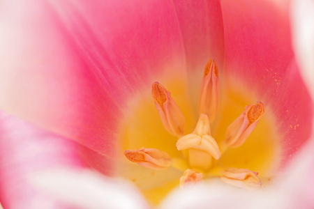 粉色郁金香花