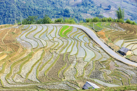 在越南北部的稻田