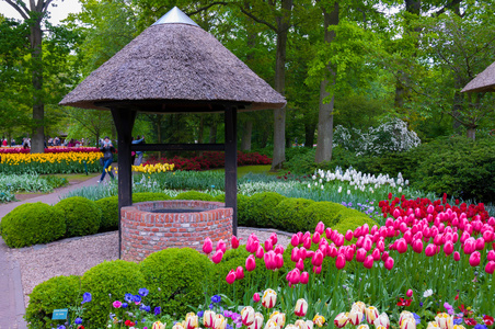 和五颜六色的郁金香, 库肯霍夫公园, 利瑟在荷兰