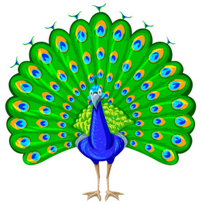 公园宣传海报或海报的元素漫画卡通孔雀卡通美丽的孔雀,白色背景上