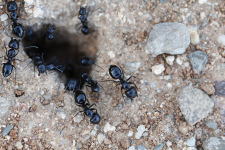 蚂蚁地下巢穴图片