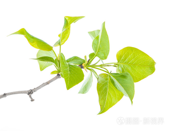紫丁香叶白色背景上孤立的树枝上