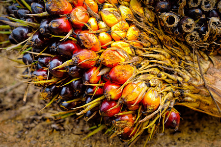 新鲜的油棕榈果，选择性聚焦的特写