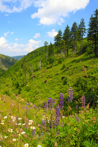 耶塞尼克山山脉性质