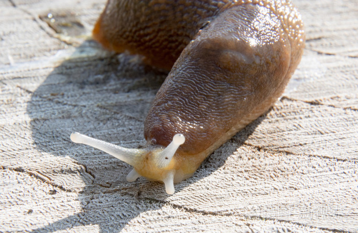 在树桩万客隆蛞蝓照片-正版商用图片1nns7r-摄图新视界