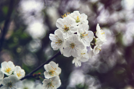 杏花，春天的花朵