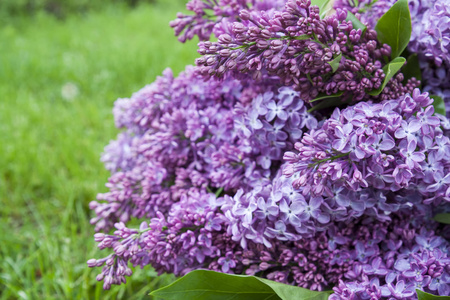 花紫色淡紫色丁香属植物的分支机构