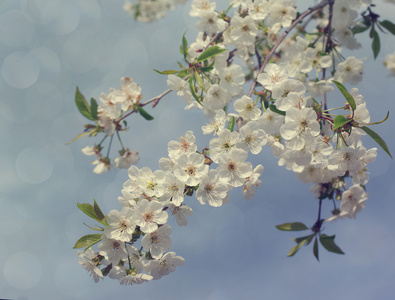 背景春梅花花