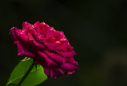 与美丽的粉红色玫瑰夏天背景