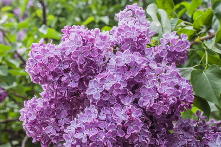 紫色的绿色背景。特写美丽的丁香花