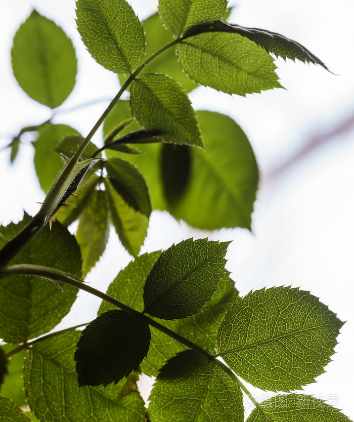 一棵树在白色的天空上的新鲜叶子