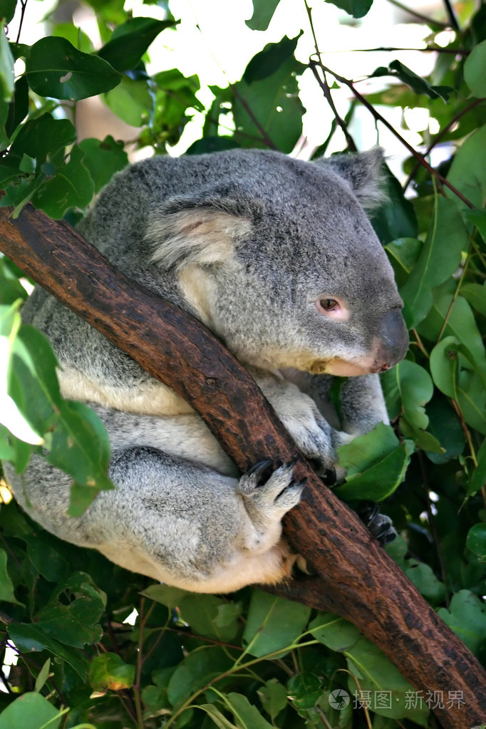 树袋熊棕褐色相食