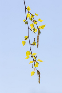 桦木枝芽