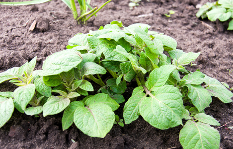 小土豆灌木在庭院特写图片