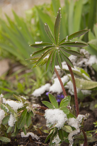 该植物类似于小棕榈树和雪图片