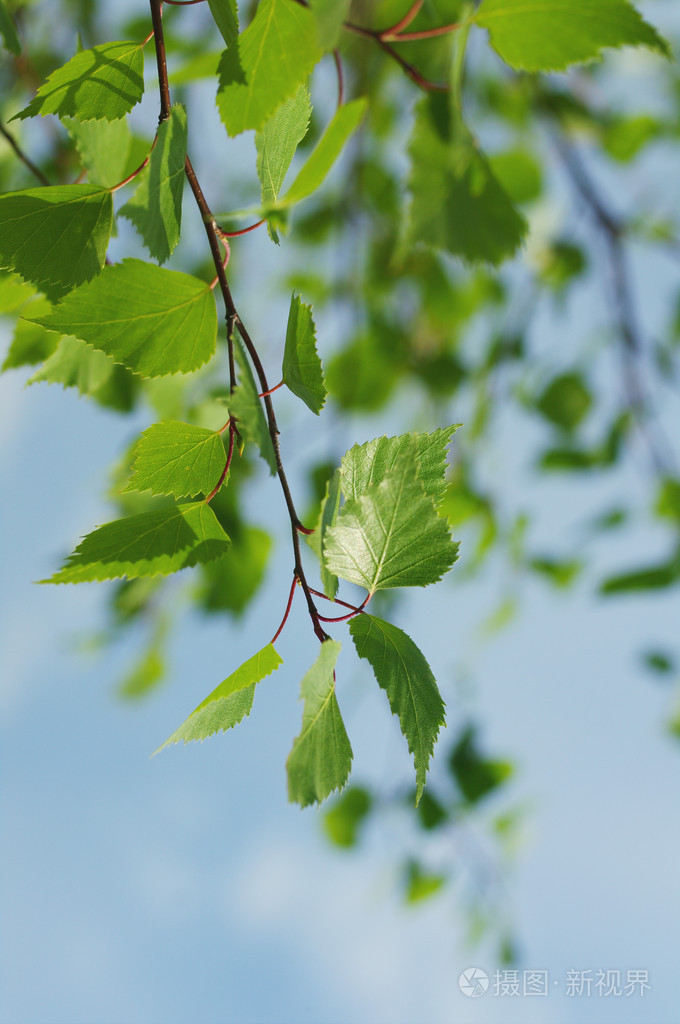 年轻的春天桦木树枝对着天空