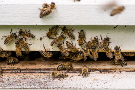 蜜蜂蜂拥而至，在其蜂巢附近飞行