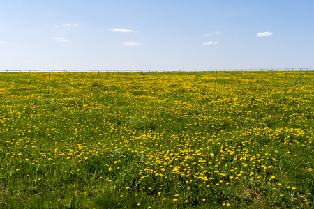 在 Podlasie 的春天