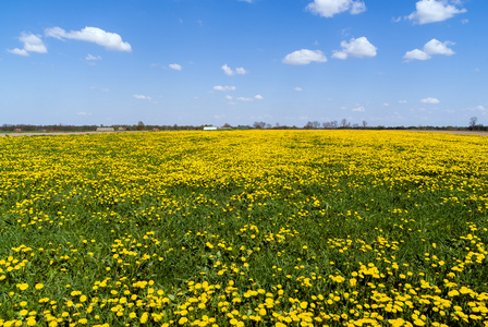 在 Podlasie 的春天