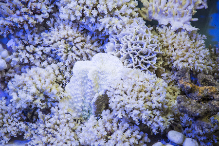 明亮的珊瑚查看
