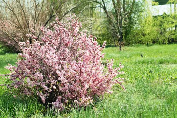 樱花盛开的灌木