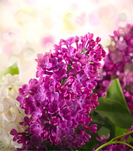 束紫丁香花