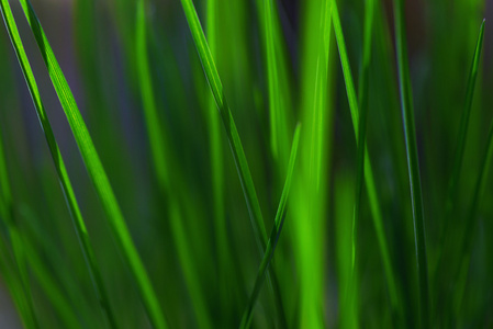 草在抽象视图, 绿色生动的颜色