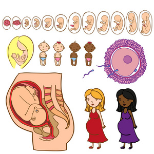 宝贝里面子宫手绘照片