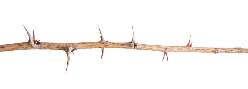 干醋栗分支与隔离在白色背景上的荆棘照片