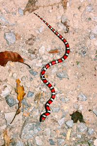 红牛奶蛇伊利诺伊州野生动物图片