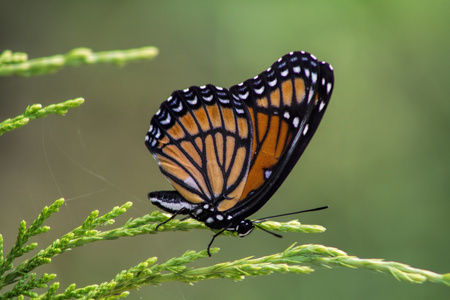 帝王蝶danaus plexippus