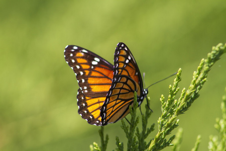 帝王蝶danaus plexippus