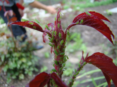 蚜虫以植物的幼芽为食图片