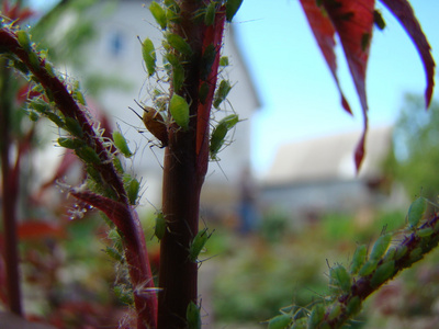 蚜虫以植物的幼芽为食