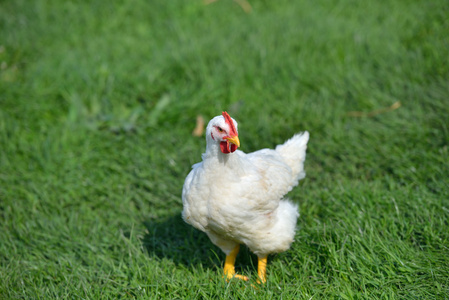 站在绿草的白色羽毛鸡的图片。L