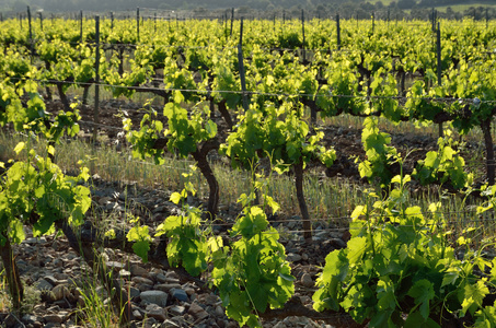 西班牙酿酒葡萄种植园