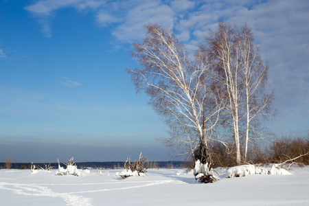冬季景观与白桦树对蓝天在俄罗斯