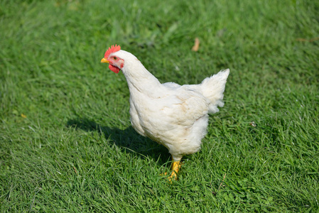 站在绿草的白色羽毛鸡的图片.l照片