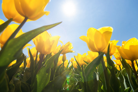 黄色郁金香与明亮的阳光大气场图片