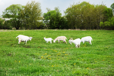 在一片草地放牧山羊