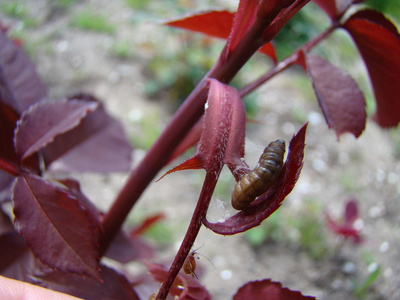 蚜虫以植物的幼芽为食