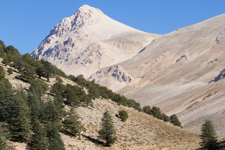 黎巴嫩的雪松树森林峰山