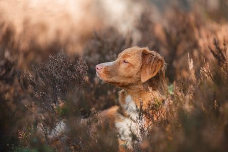 在夏天狗新斯科舍省鸭寻回犬