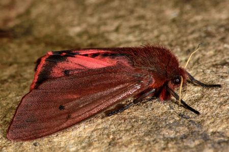 红宝石虎蛾 Phragmatobia 黑胸大蠊 与红后翅可见