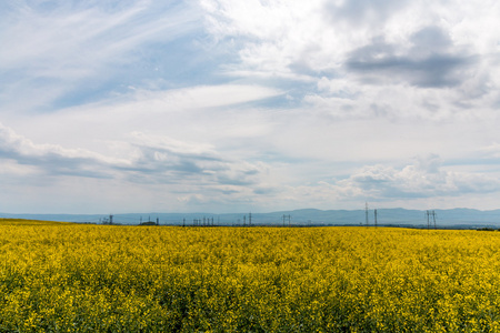 景观的 rapefield 和多云的蓝色天空