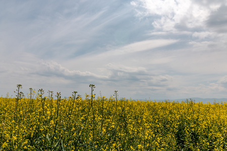 景观的 rapefield 和多云的蓝色天空