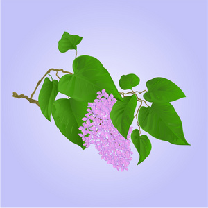 花朵和叶子矢量紫色丁香枝