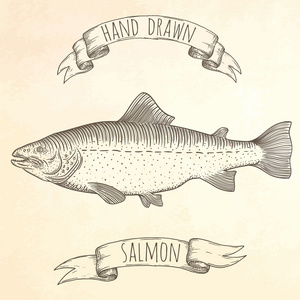 三文鱼手绘制的插图