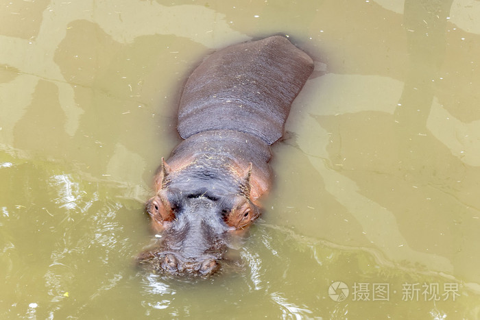 令人耳目一新在水中的河马amphibius