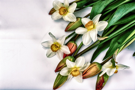 美丽的春天的花朵郁金香和水仙在白色背景上